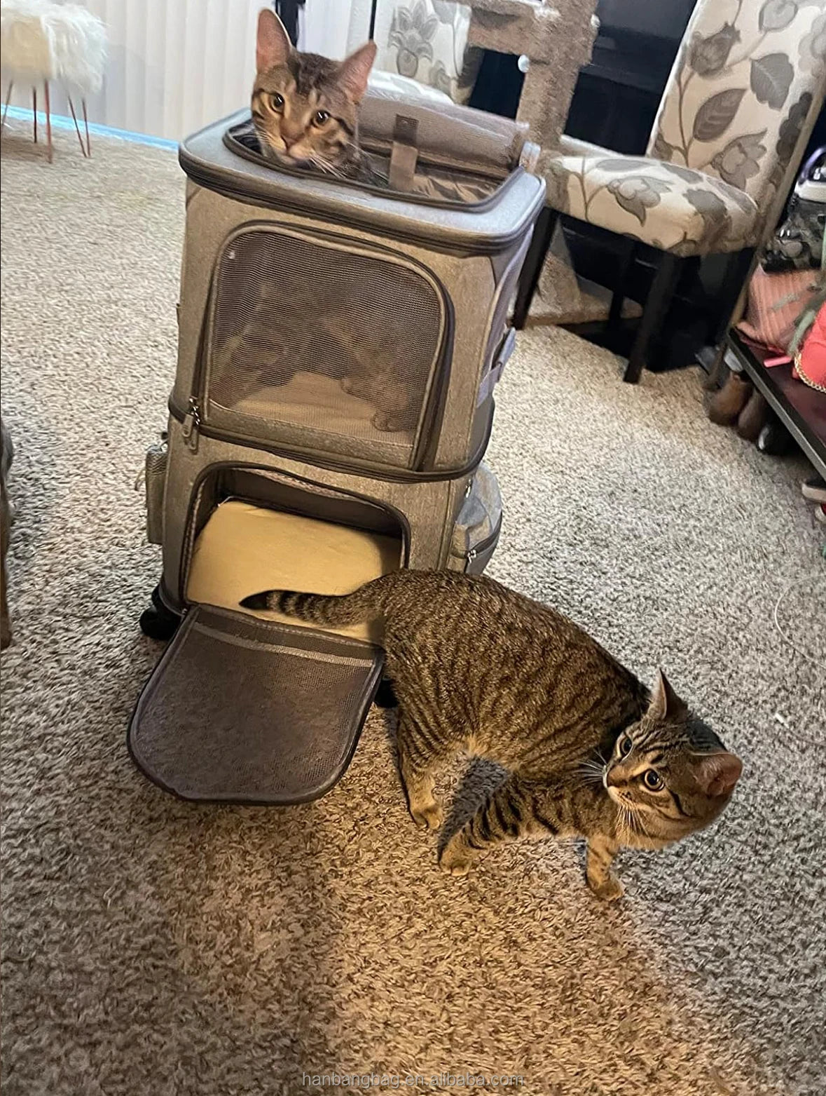 trolley pet carrier